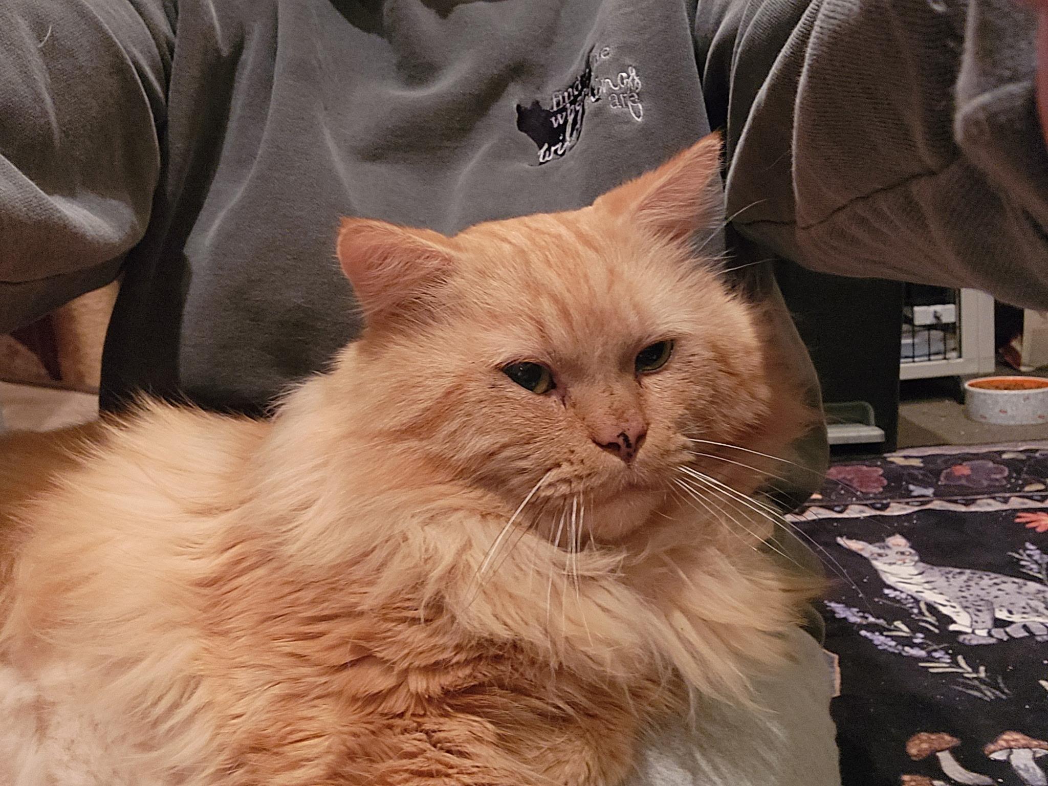 Elliot, an adopted Domestic Long Hair in Warminster, PA image 2/5