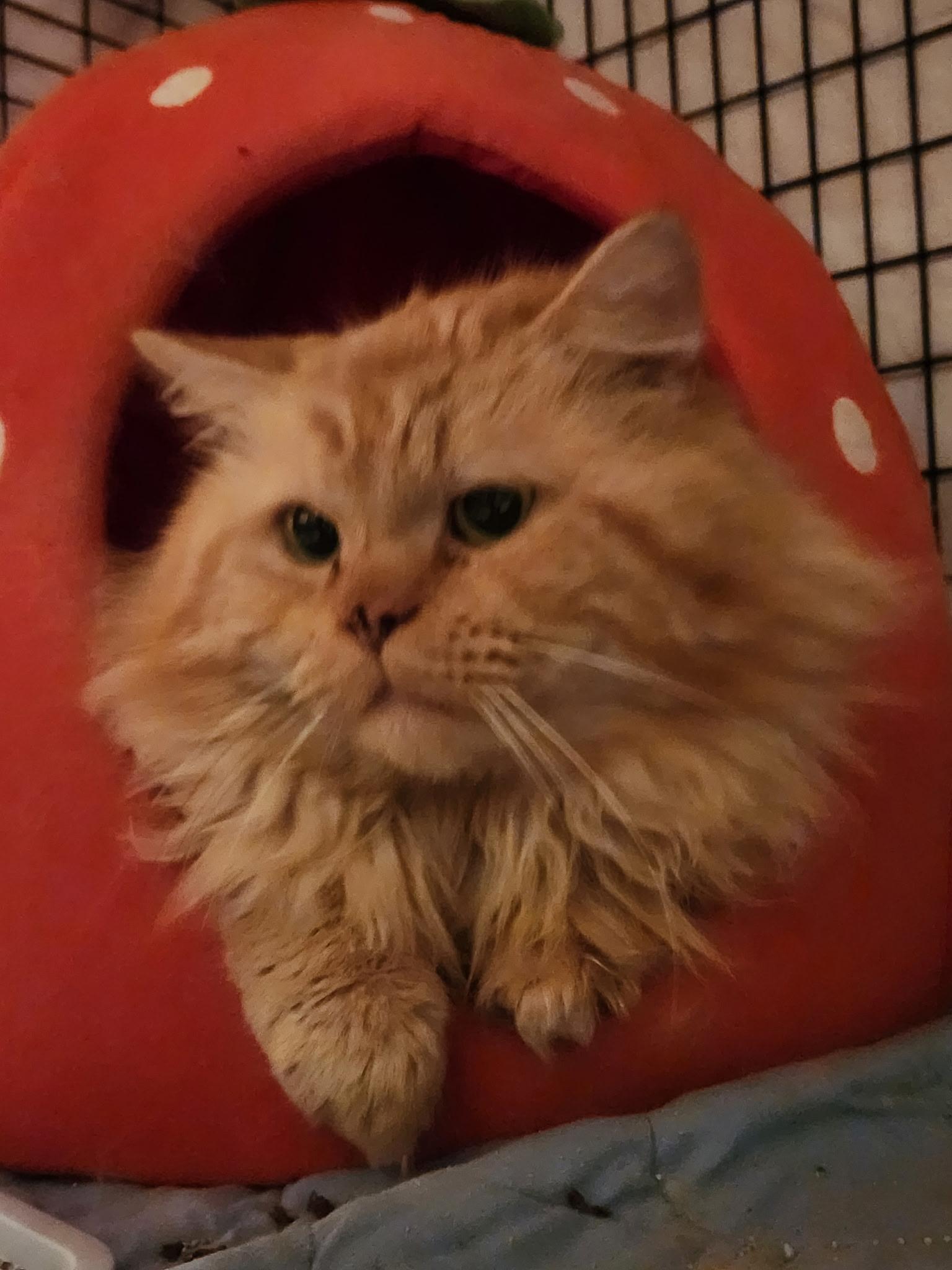 Elliot, an adopted Domestic Long Hair in Warminster, PA image 4/5