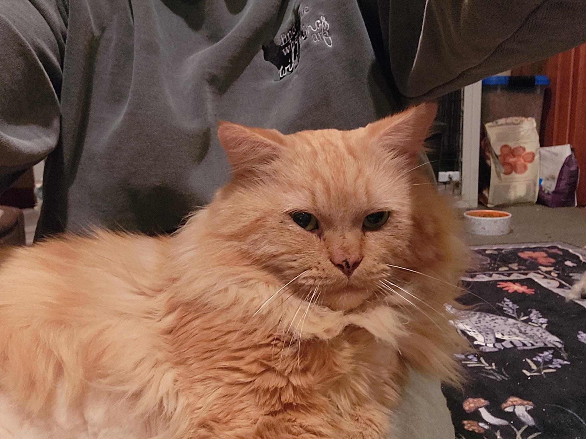 Elliot, an adopted Domestic Long Hair in Warminster, PA image 3/5