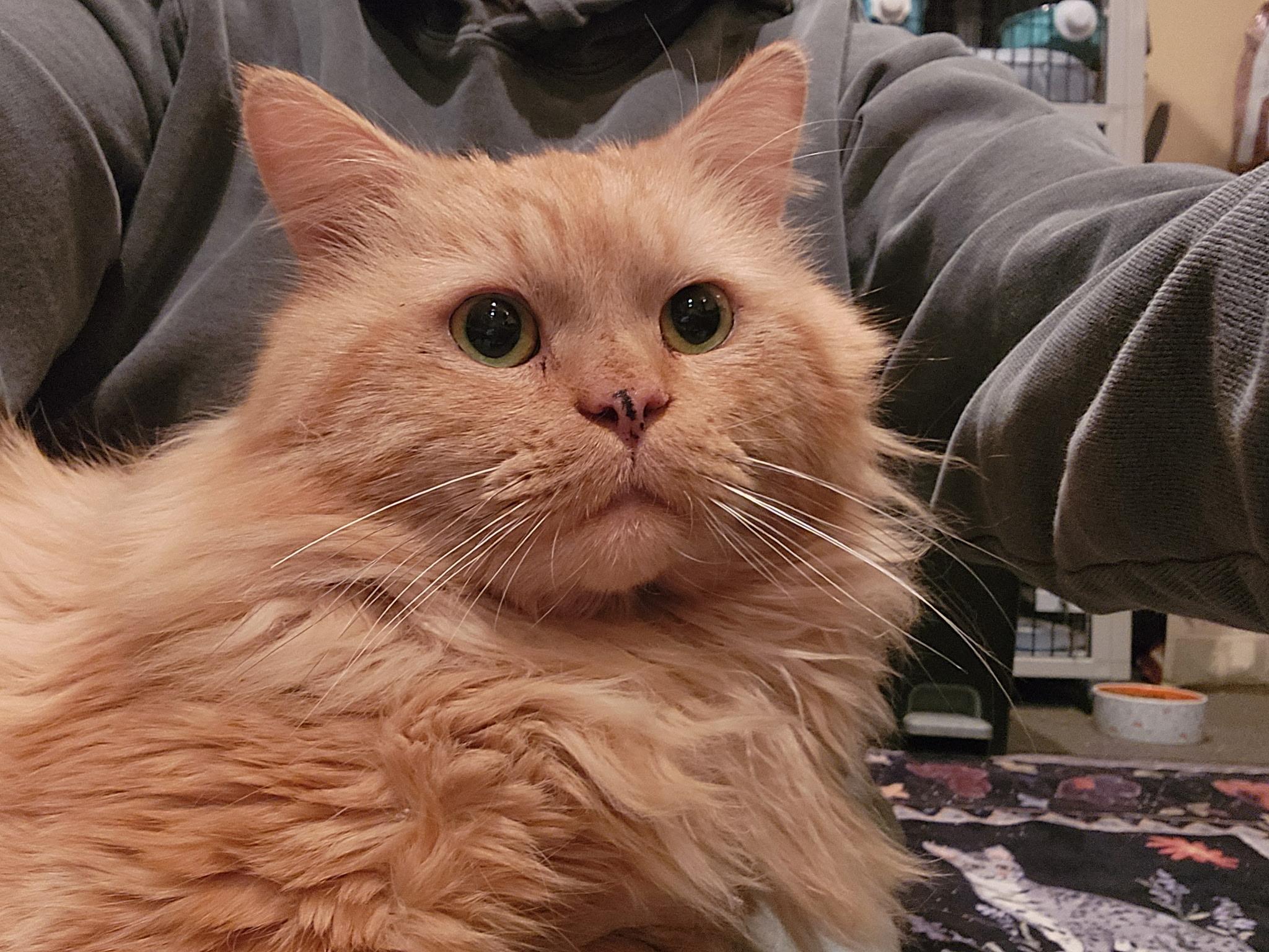 Elliot, an adopted Domestic Long Hair in Warminster, PA image 1/5