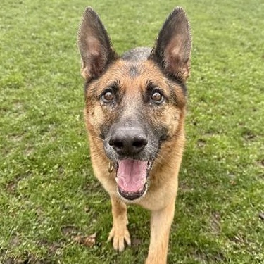 Enlarge Gilbert, a ADOPTABLE German Shepherd Dog in Roseburg, OR image 3/3