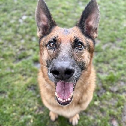 Enlarge Gilbert, a ADOPTABLE German Shepherd Dog in Roseburg, OR image 1/3