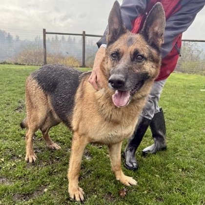 Enlarge Gilbert, a ADOPTABLE German Shepherd Dog in Roseburg, OR image 2/3