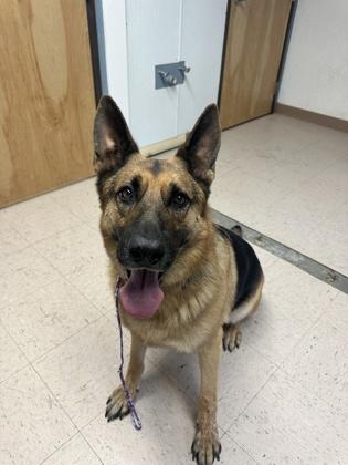 Gilbert, ADOPTABLE, Senior Male German Shepherd Dog.