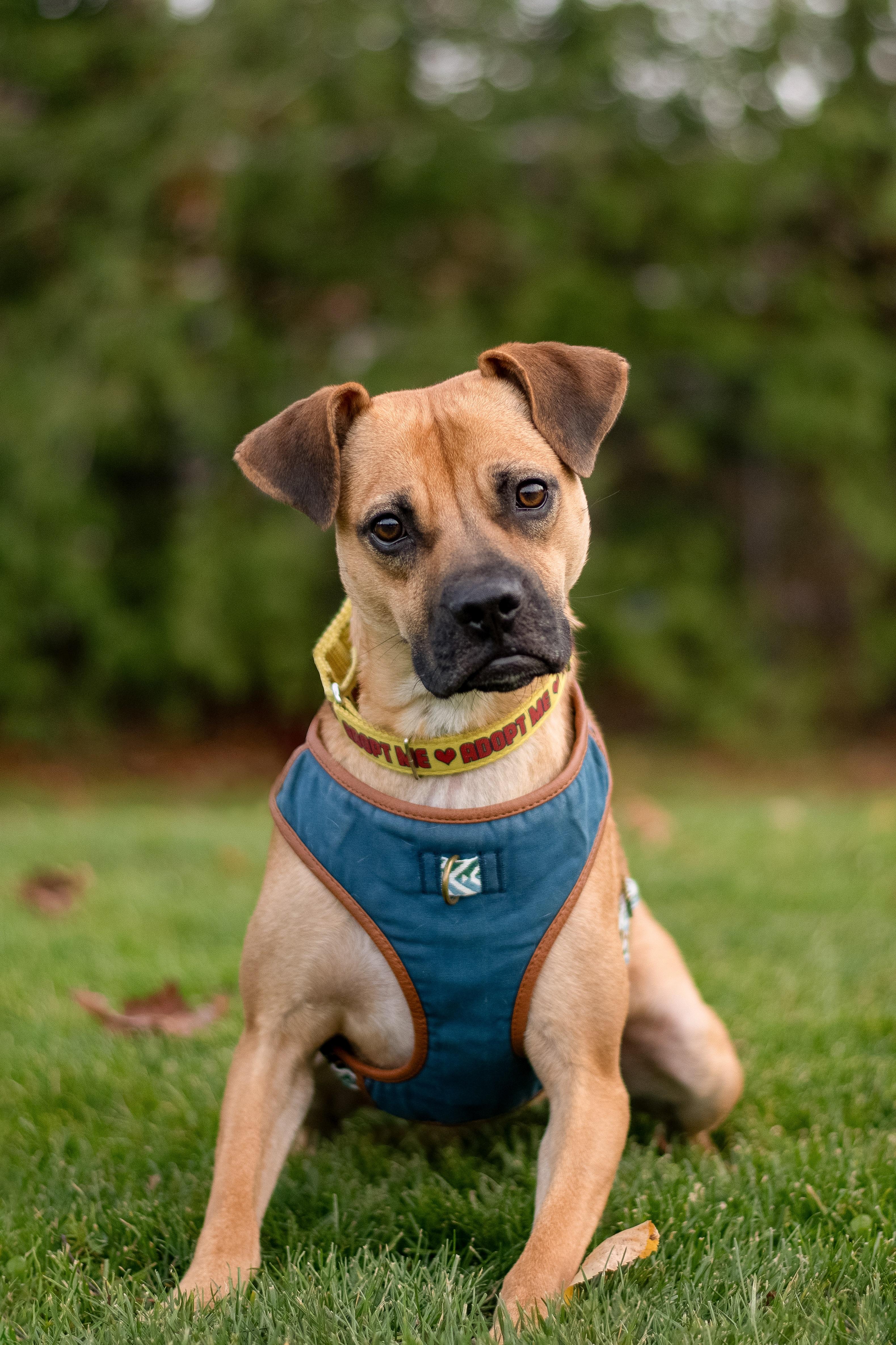 Enlarge Lua, a ADOPTABLE mixed breed in Mississauga, ON image 2/5