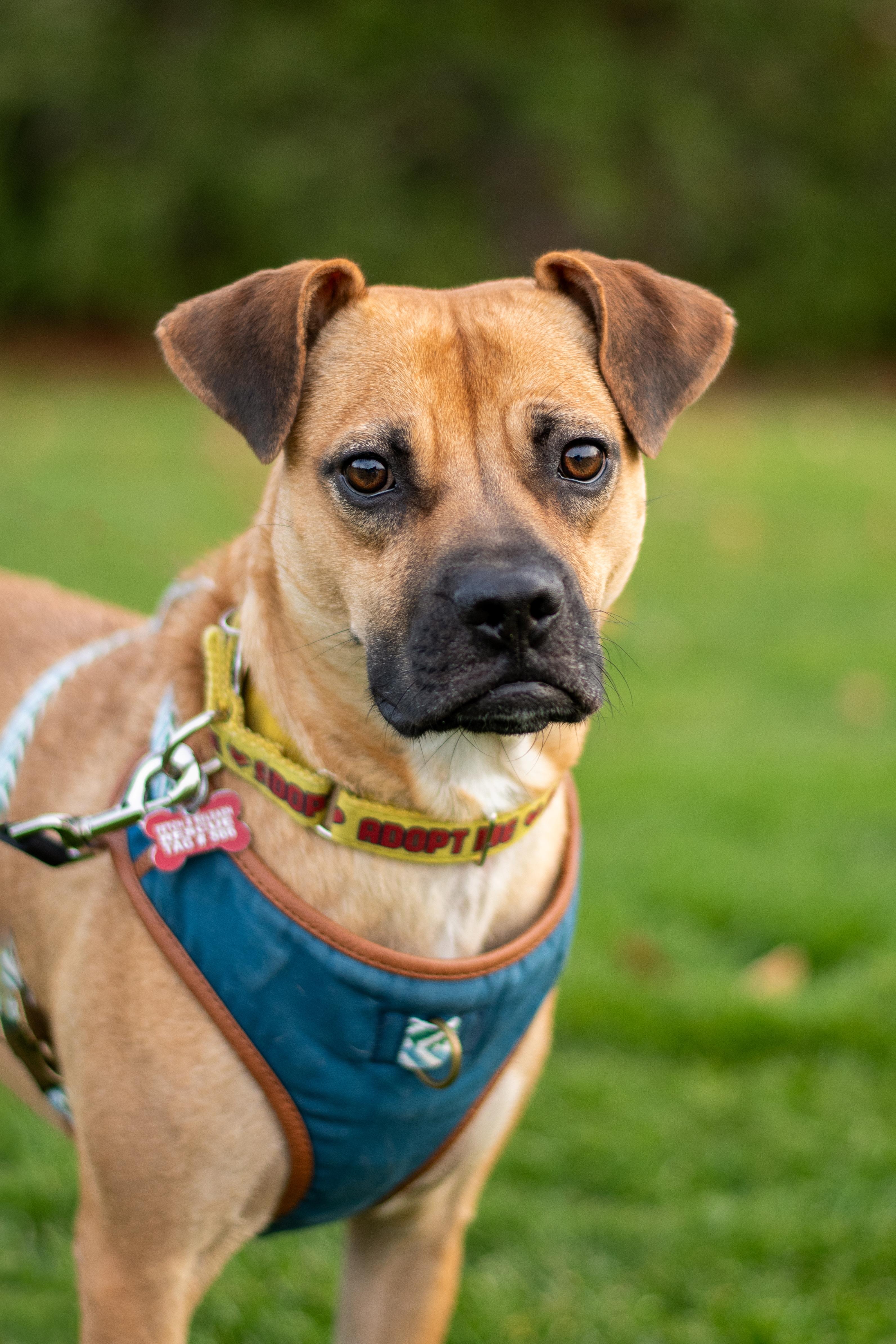 Enlarge Lua, a ADOPTABLE mixed breed in Mississauga, ON image 3/5