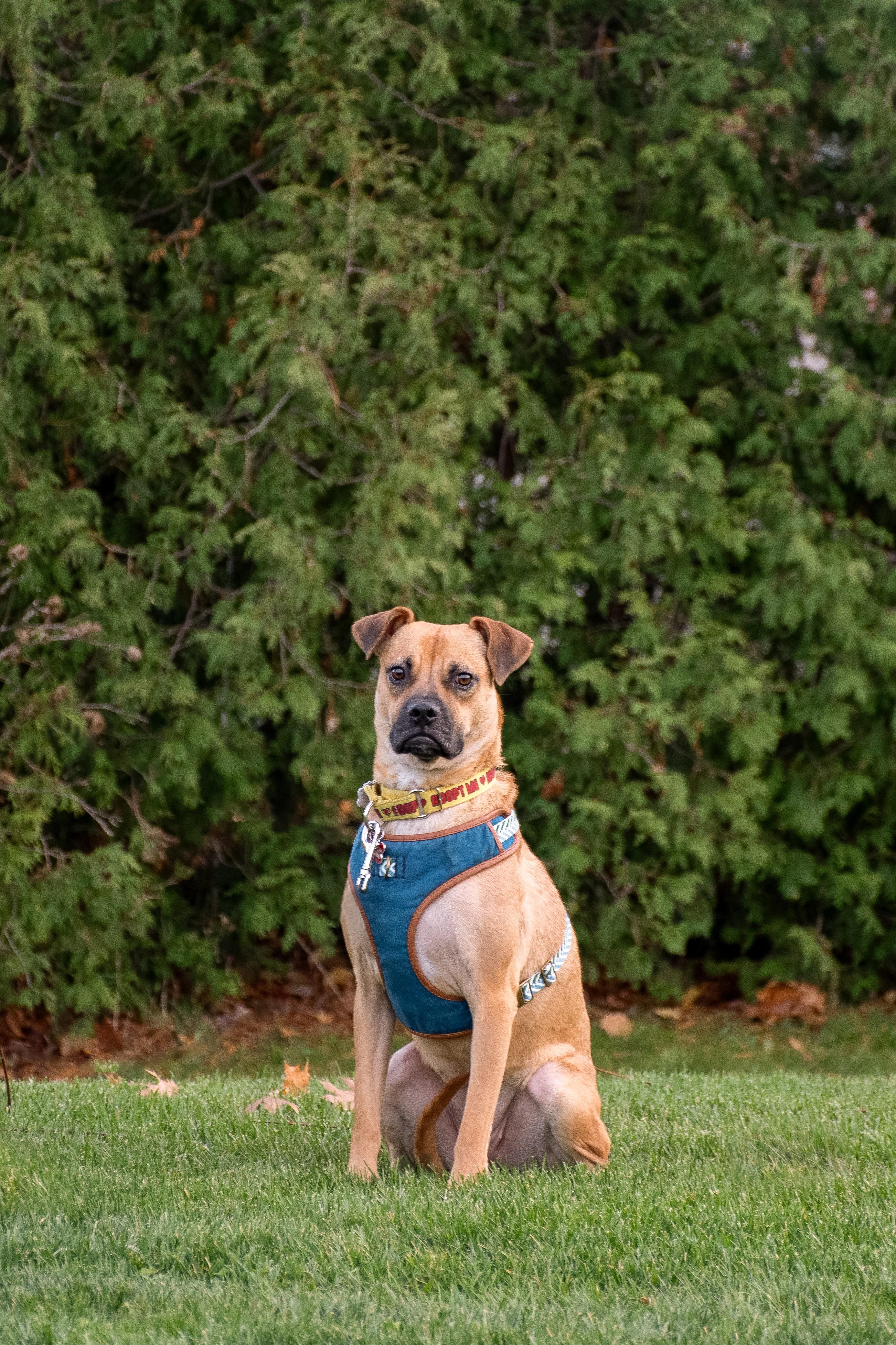 Enlarge Lua, a ADOPTABLE mixed breed in Mississauga, ON image 4/5
