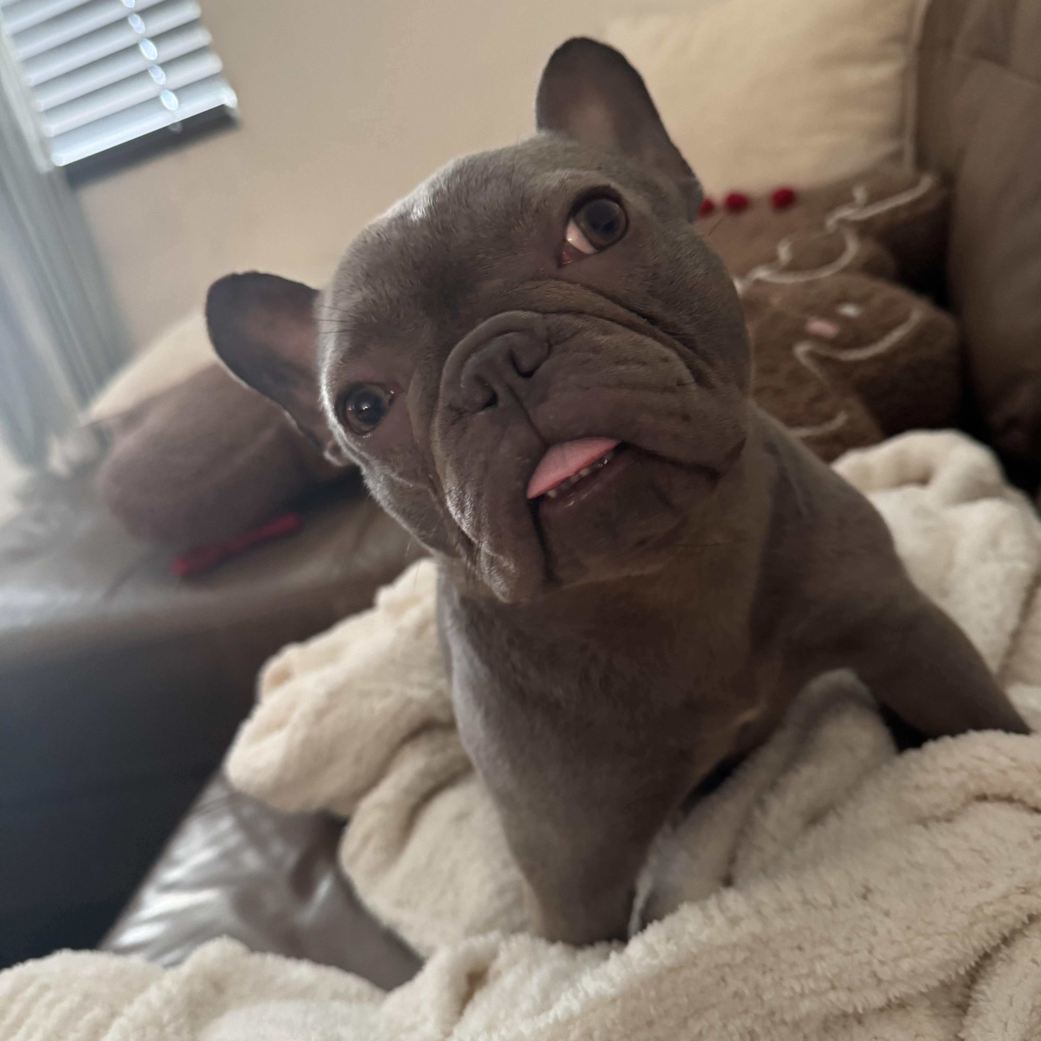 Annie, adopted, Young Female French Bulldog.