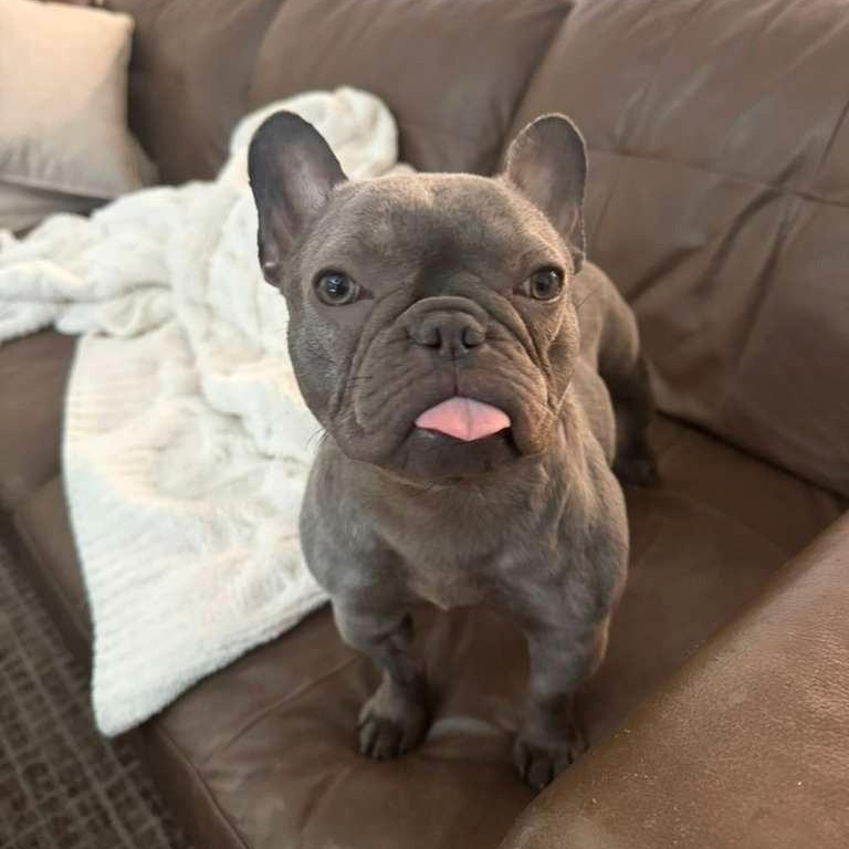 Annie, an adopted French Bulldog in San Diego, CA image 2/6