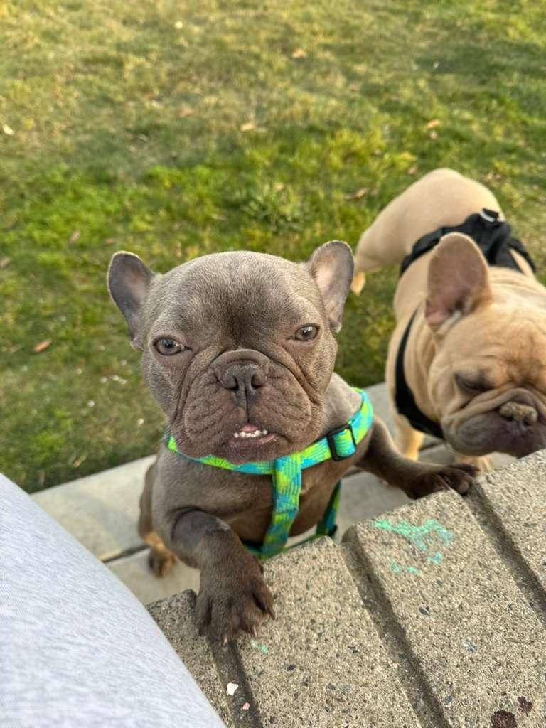 Annie, an adopted French Bulldog in San Diego, CA image 3/6
