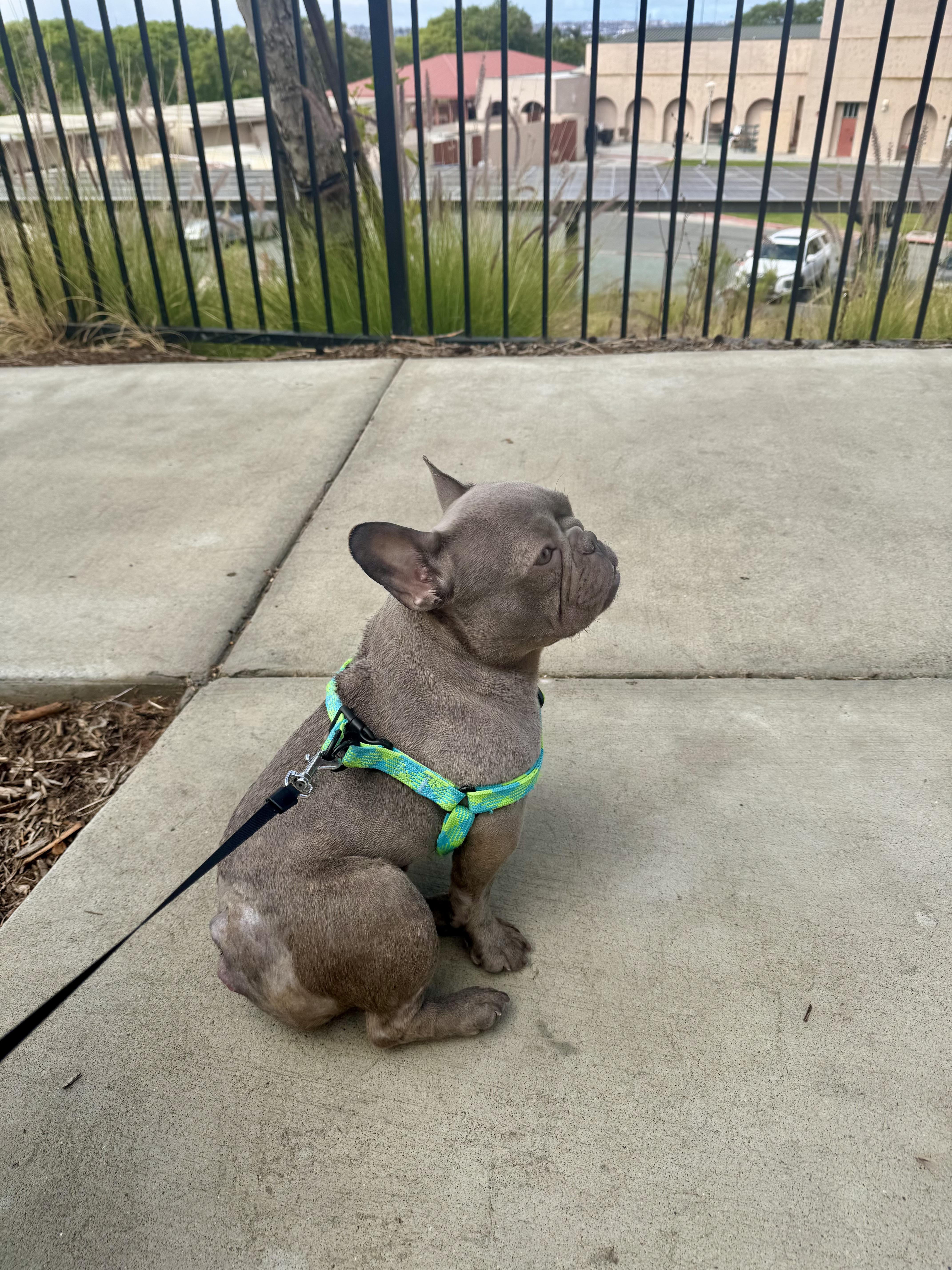 Annie, an adopted French Bulldog in San Diego, CA image 5/6