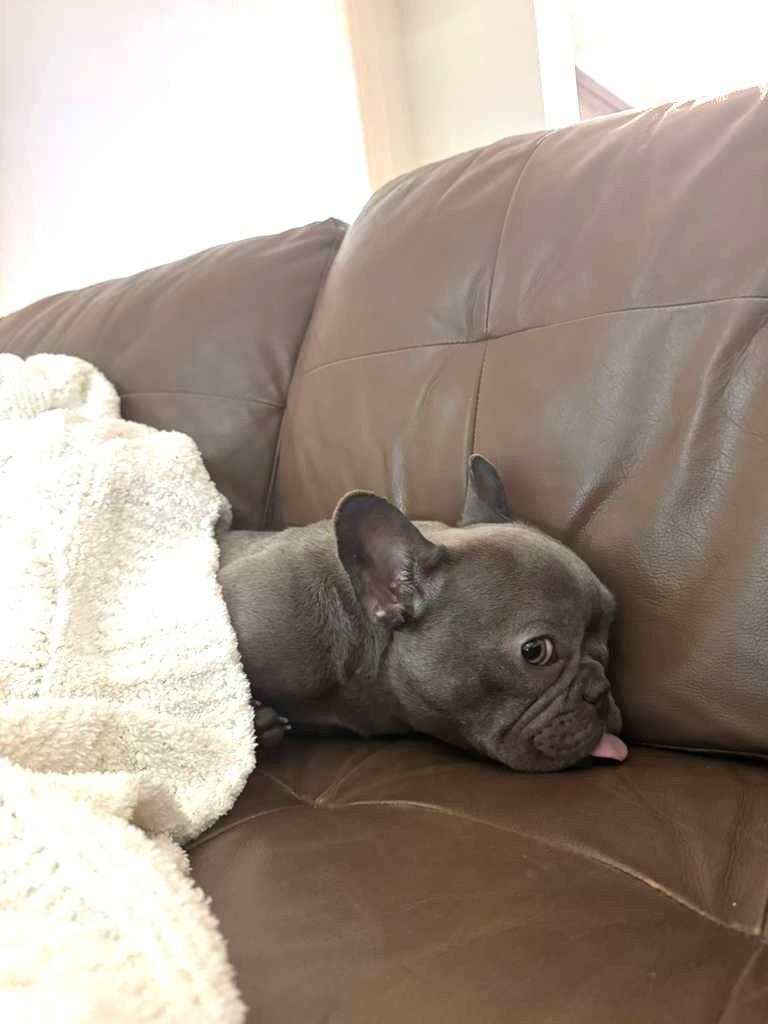 Annie, an adopted French Bulldog in San Diego, CA image 4/6