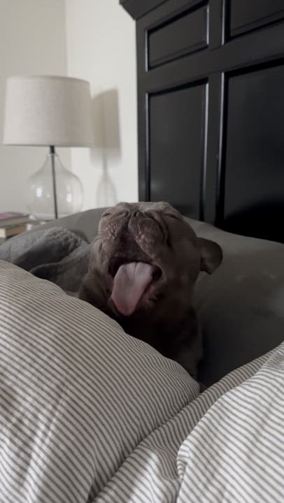 Enlarge Annie, an adopted French Bulldog in San Diego, CA video 6/6