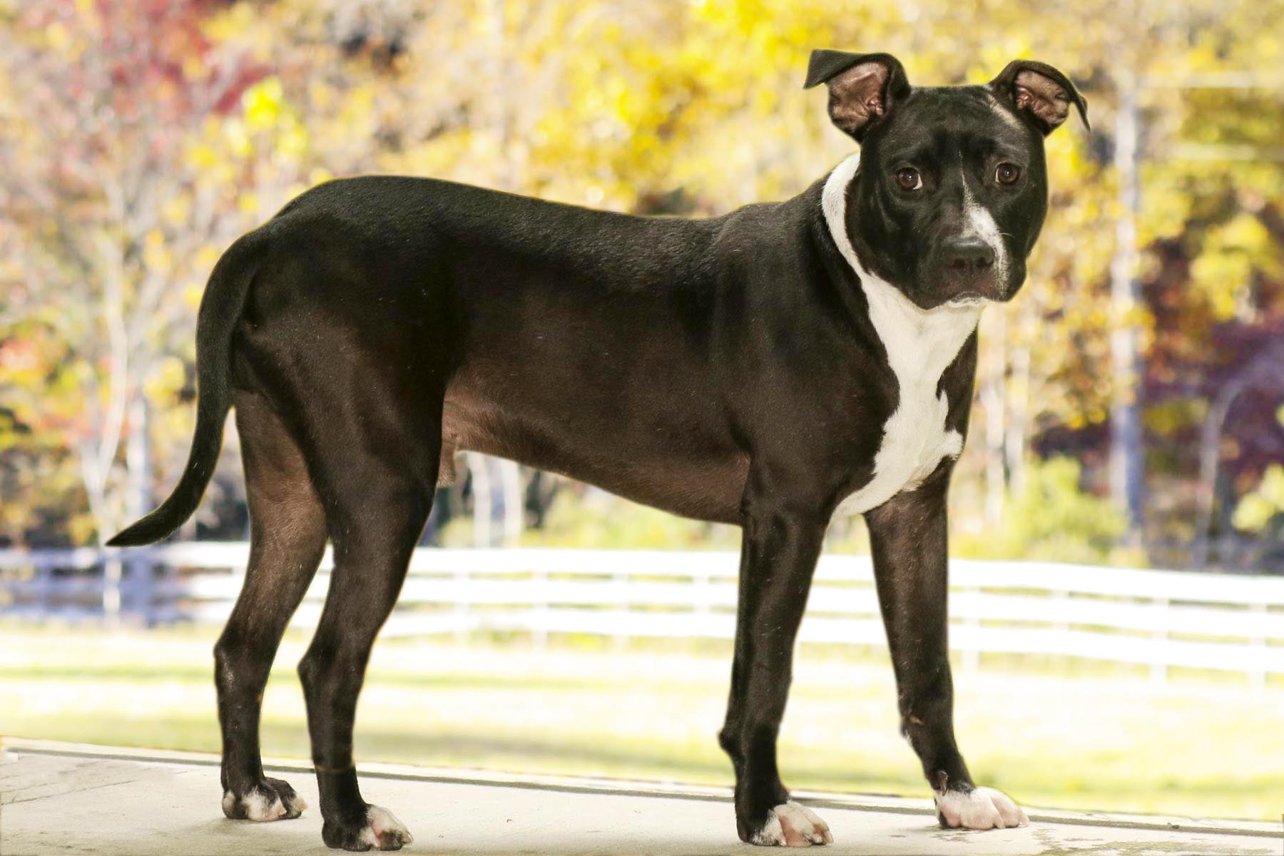 Enlarge Charlie, a Adoptable mixed breed in Cashiers, NC image 4/6