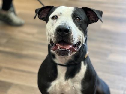 Enlarge Charlie, a Adoptable mixed breed in Cashiers, NC image 1/6