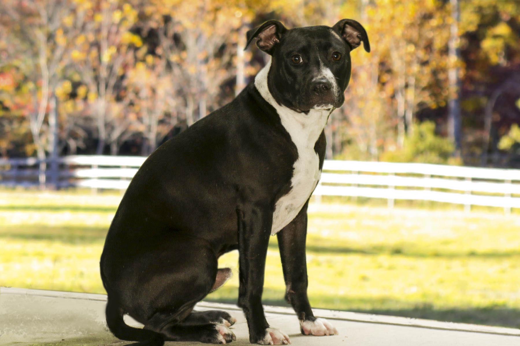 Enlarge Charlie, a Adoptable mixed breed in Cashiers, NC image 5/6