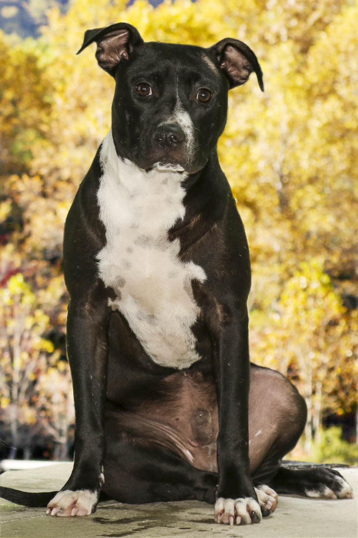 Enlarge Charlie, a Adoptable mixed breed in Cashiers, NC image 2/6
