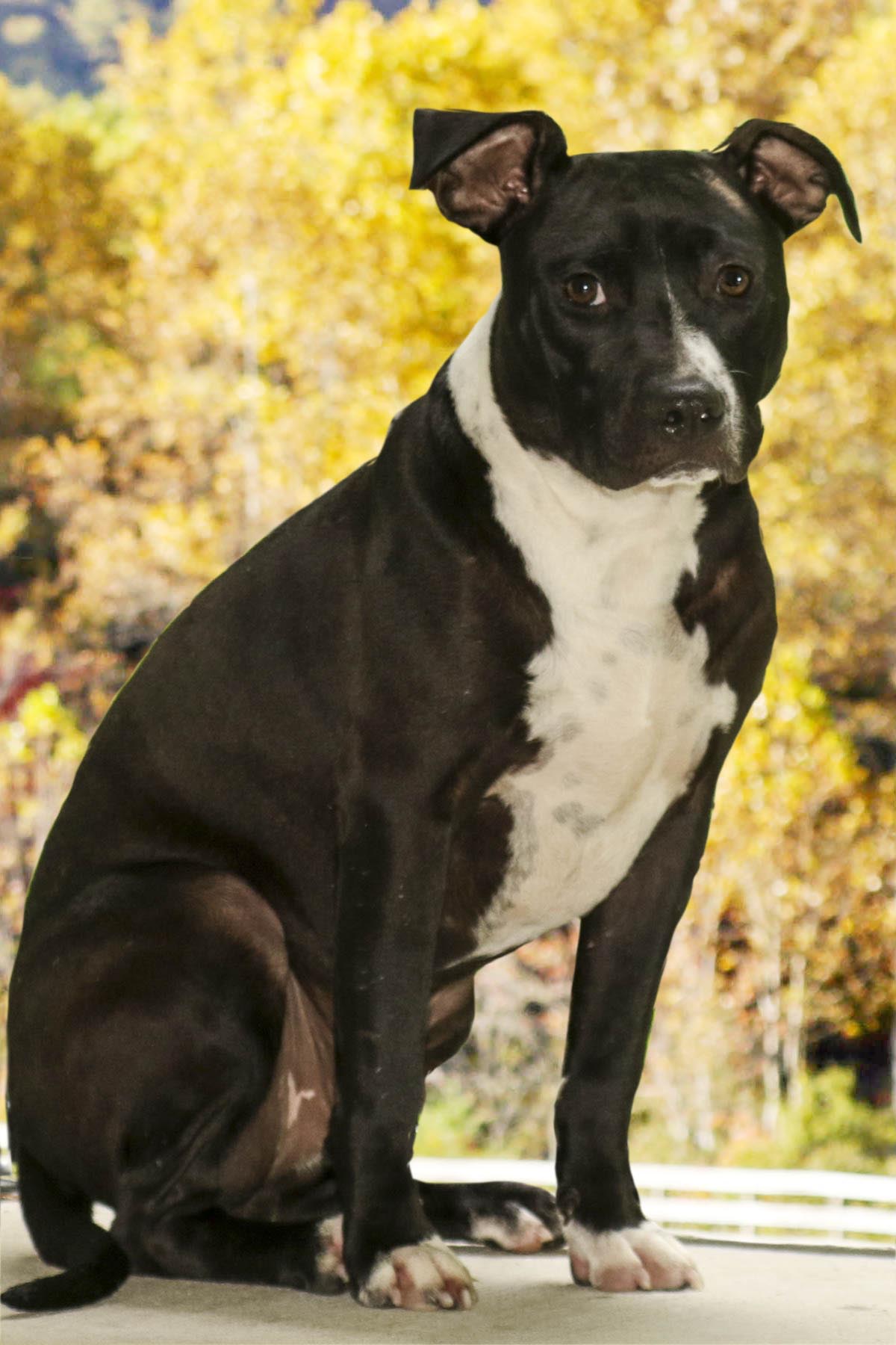 Enlarge Charlie, a Adoptable mixed breed in Cashiers, NC image 6/6