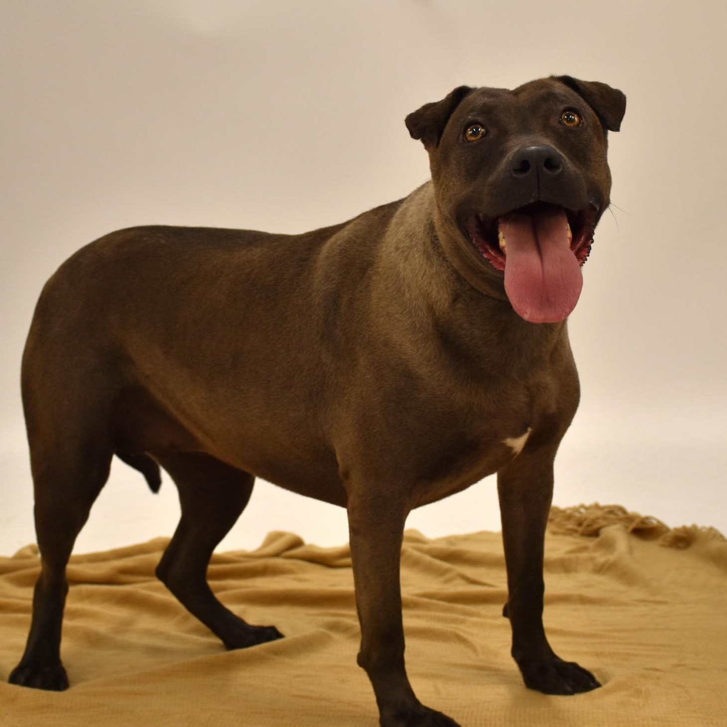 Sylvie, an adoptable Terrier, Chocolate Labrador Retriever in Rochester, NY, 14625 | Photo Image 2