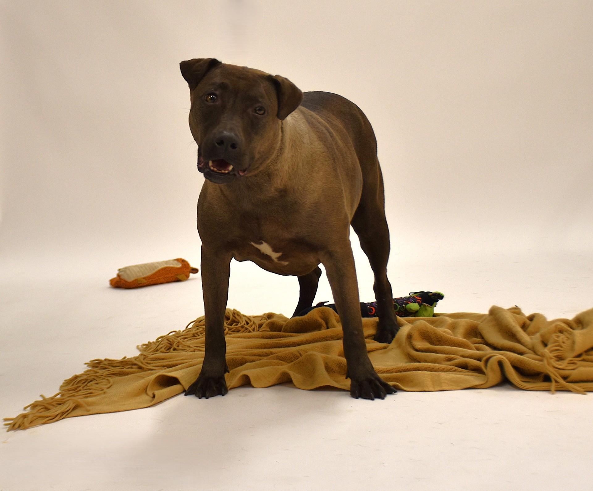 Sylvie, an adoptable Terrier, Chocolate Labrador Retriever in Rochester, NY, 14625 | Photo Image 6