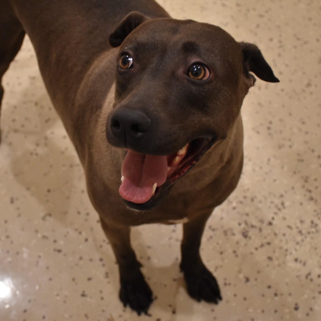 Enlarge Sylvie, a Adoptable mixed breed in Rochester, NY image 1/6