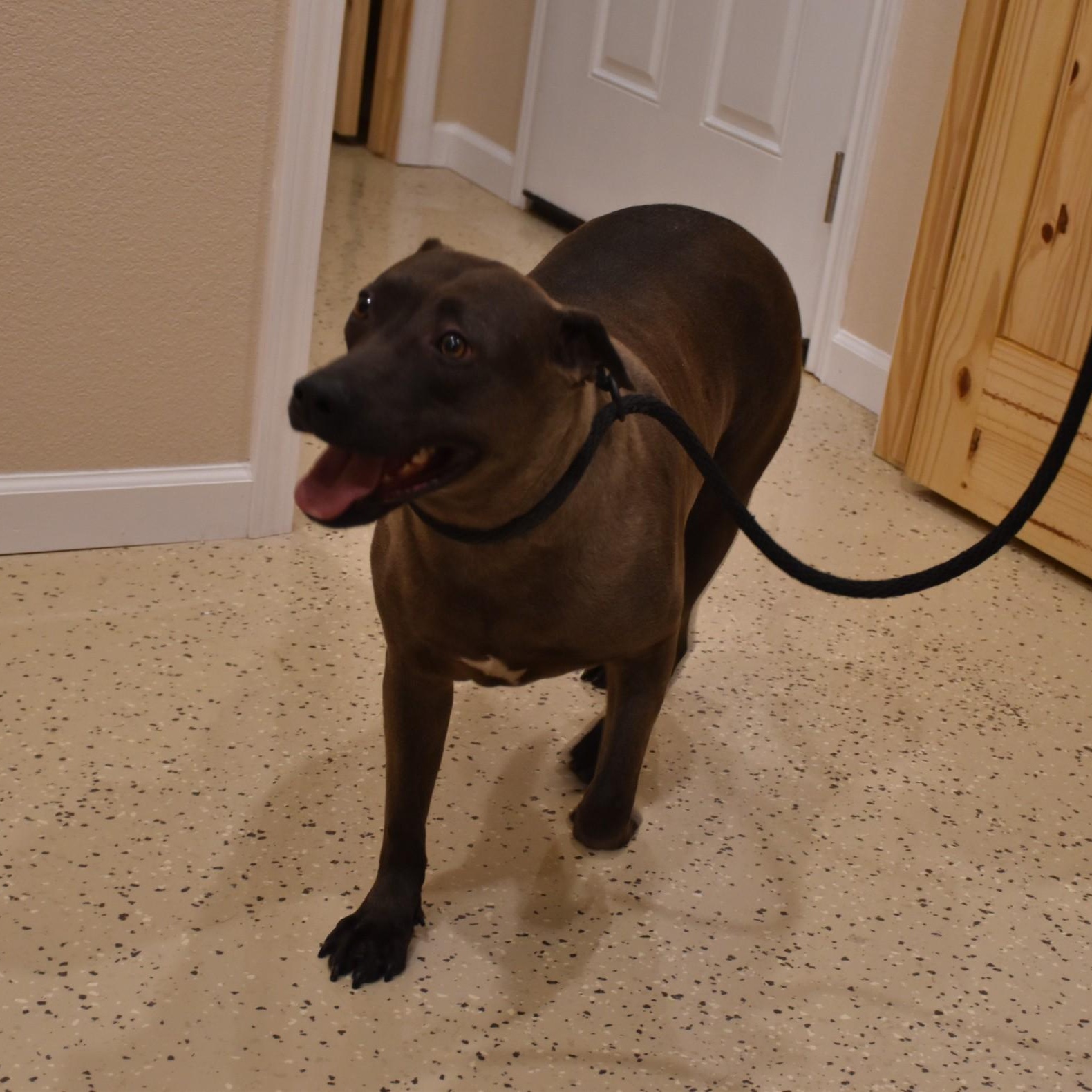 Sylvie, an adoptable Terrier, Chocolate Labrador Retriever in Rochester, NY, 14625 | Photo Image 3