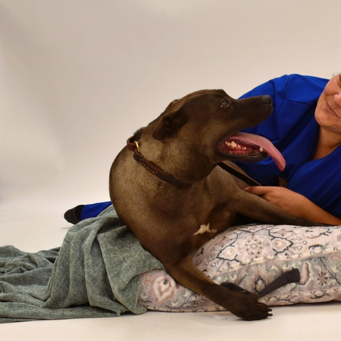 Sylvie, an adoptable Terrier, Chocolate Labrador Retriever in Rochester, NY, 14625 | Photo Image 4