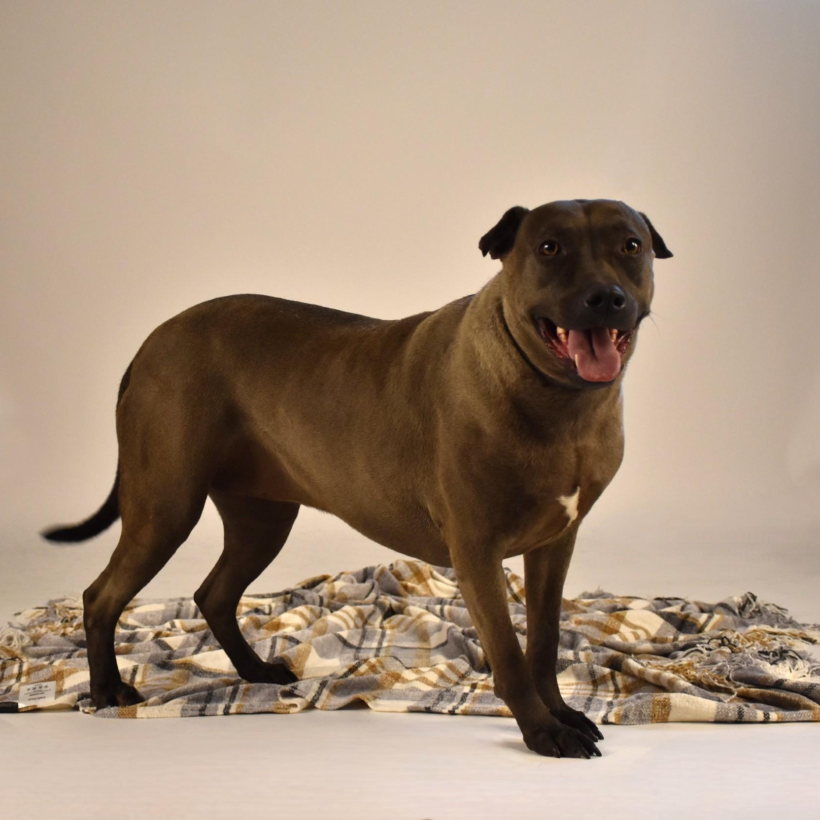 Sylvie, an adoptable Terrier, Chocolate Labrador Retriever in Rochester, NY, 14625 | Photo Image 5