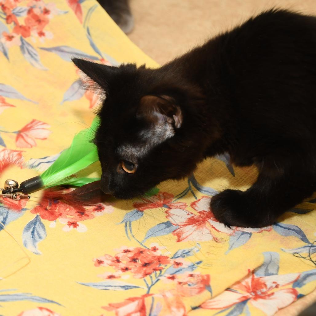 Shoosh Four, Adoptable, Kitten Female Domestic Long Hair.