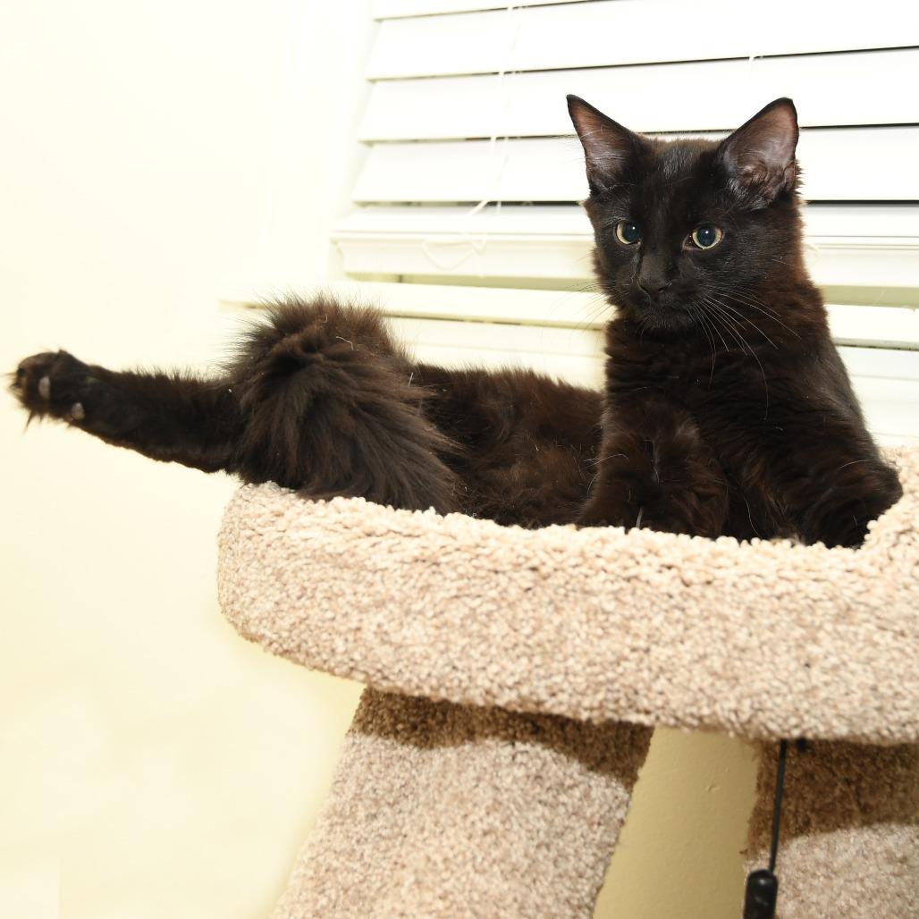 Enlarge Shoosh Four, a Adoptable Domestic Long Hair in Natick, MA image 3/6