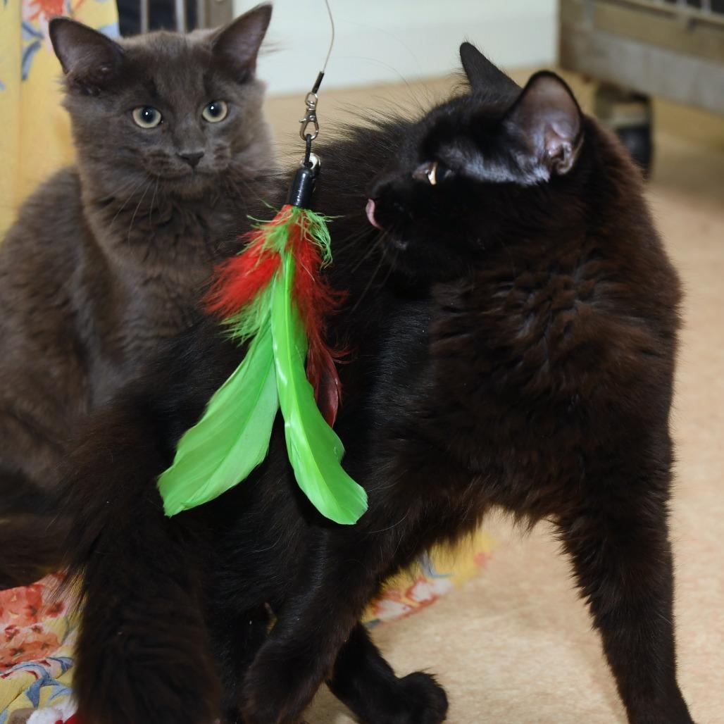 Enlarge Shoosh Four, a Adoptable Domestic Long Hair in Natick, MA image 4/6