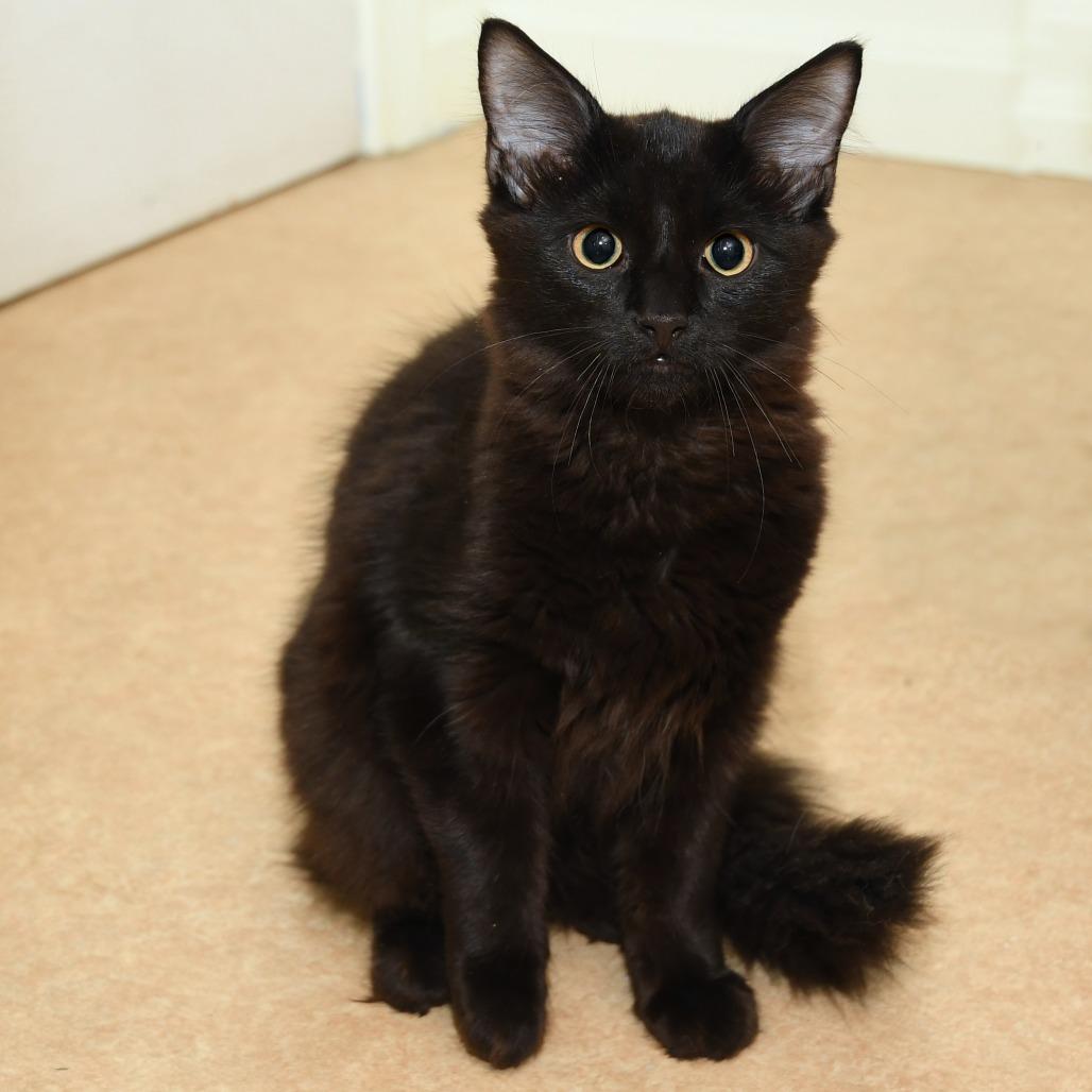 Enlarge Shoosh Four, a Adoptable Domestic Long Hair in Natick, MA image 5/6