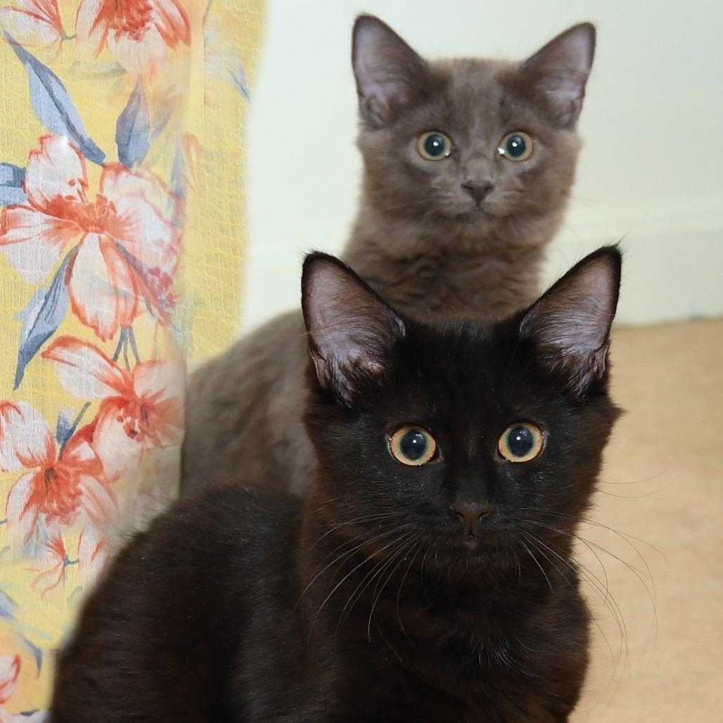 Enlarge Shoosh Four, a Adoptable Domestic Long Hair in Natick, MA image 6/6