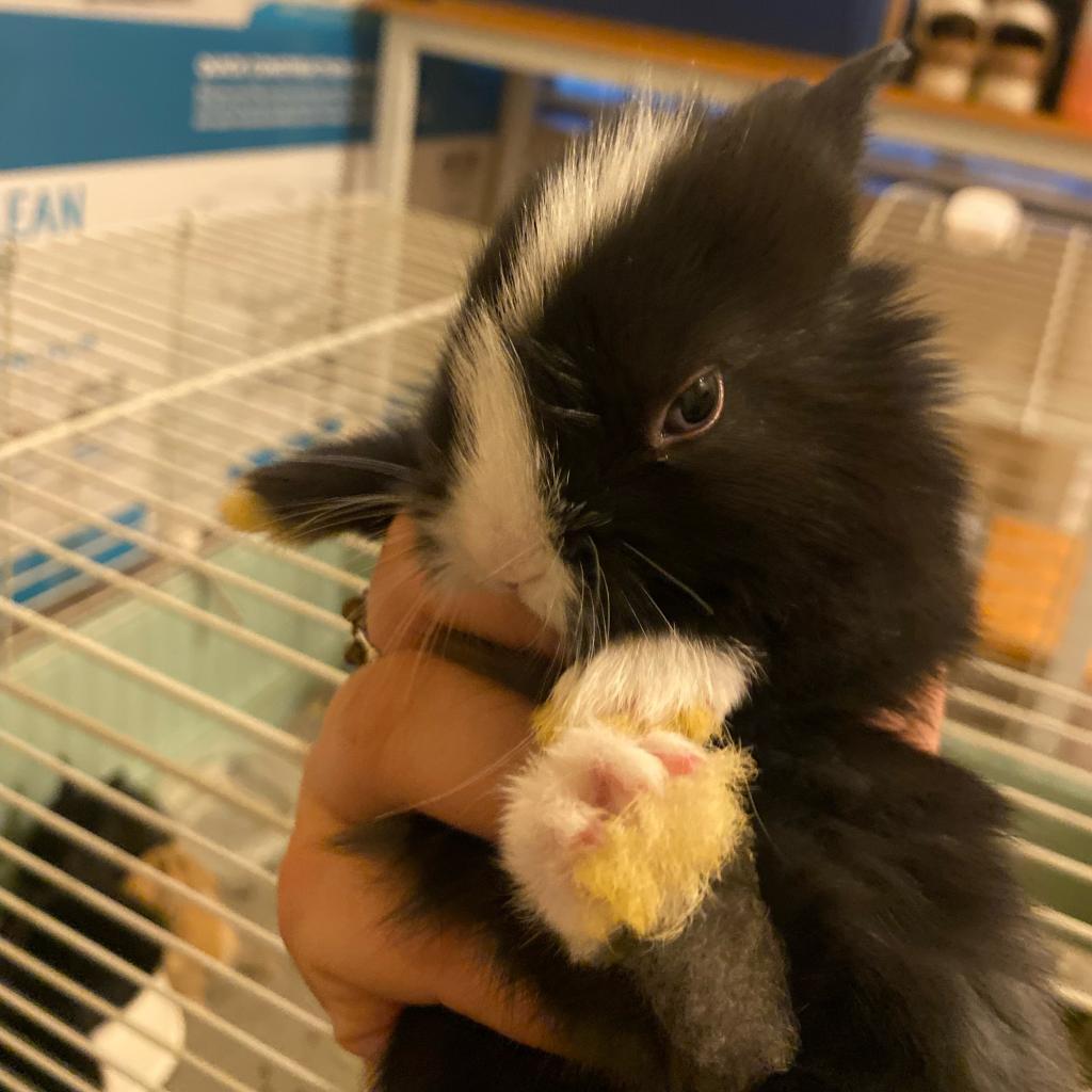 Dopey, Adoptable, Adult Female American & Netherland Dwarf.