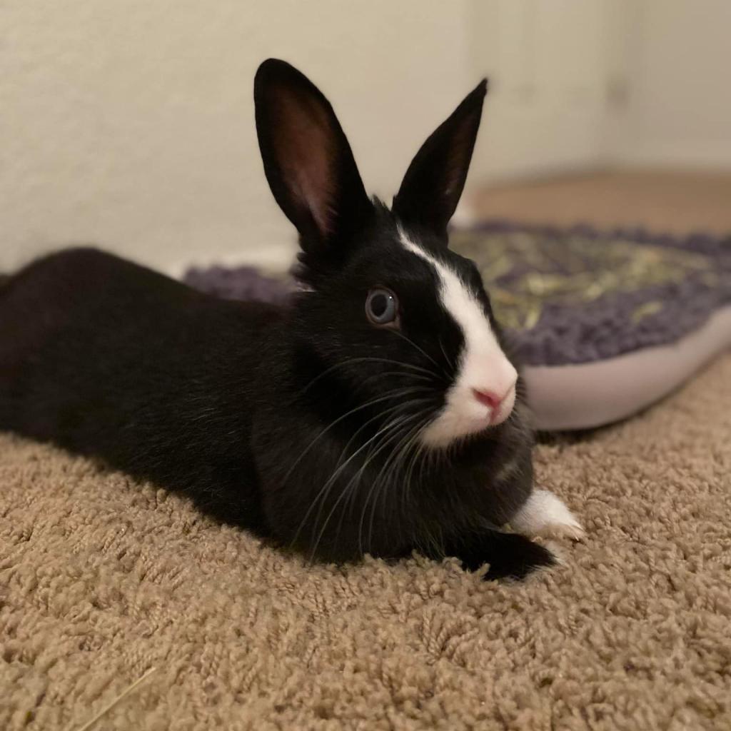 Dopey, Adoptable, Adult Female American & Netherland Dwarf.