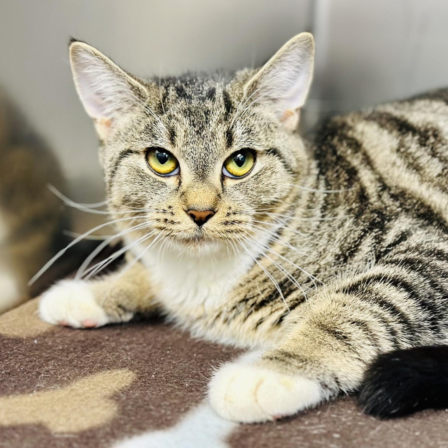 Mimi, Adoptable, Young Female Domestic Short Hair.