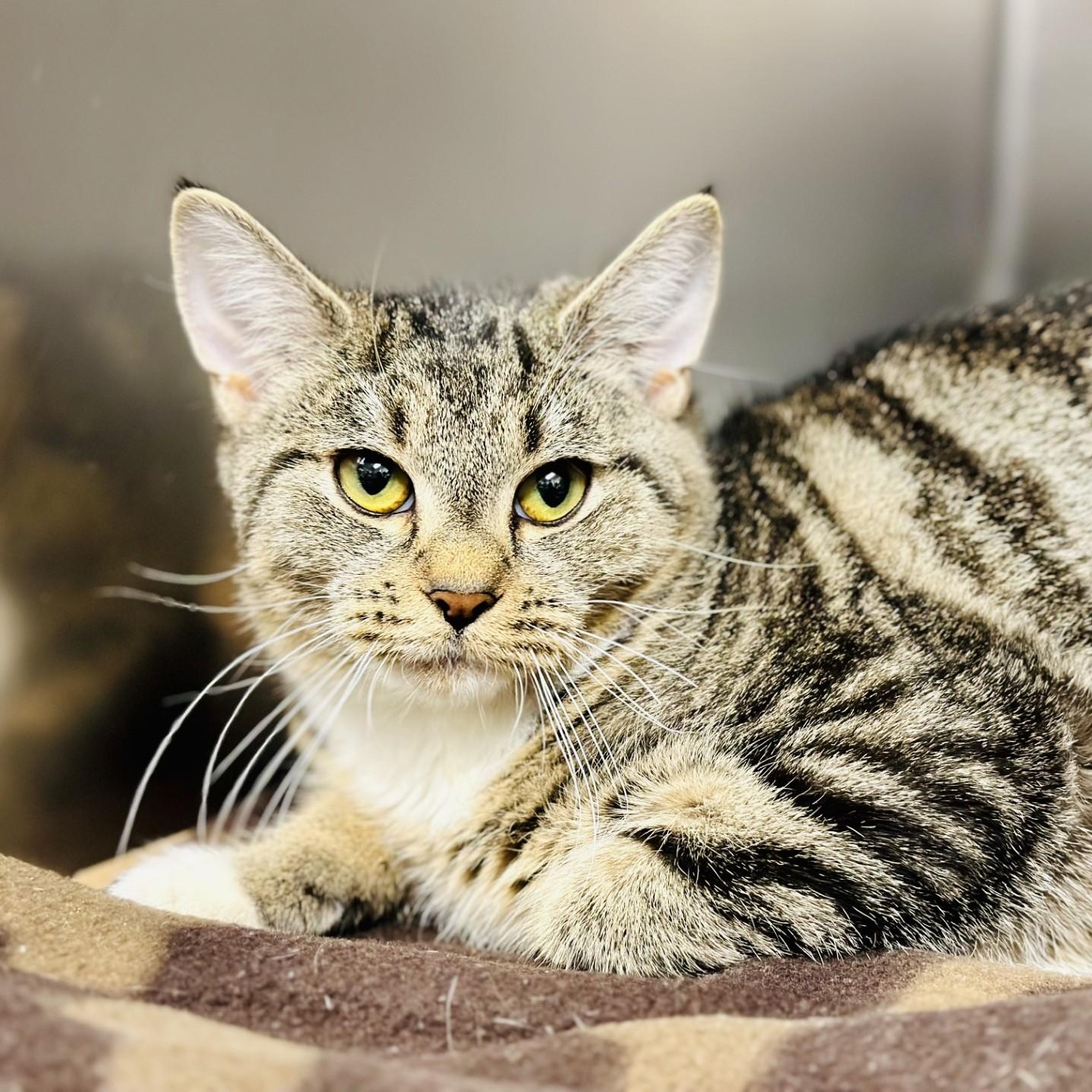 Mimi, a Adoptable Domestic Short Hair in Manahawkin, NJ image 2/2