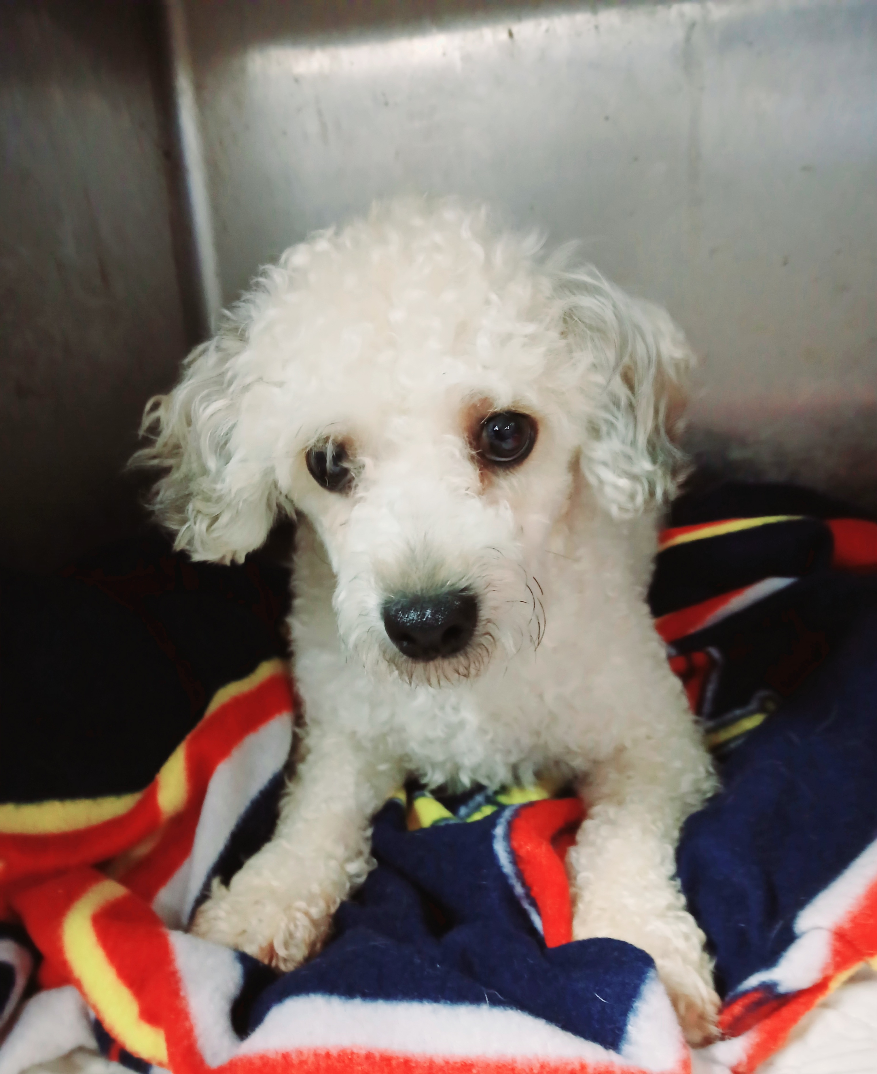 Elton, Adoptable, Adult Male Miniature Poodle.