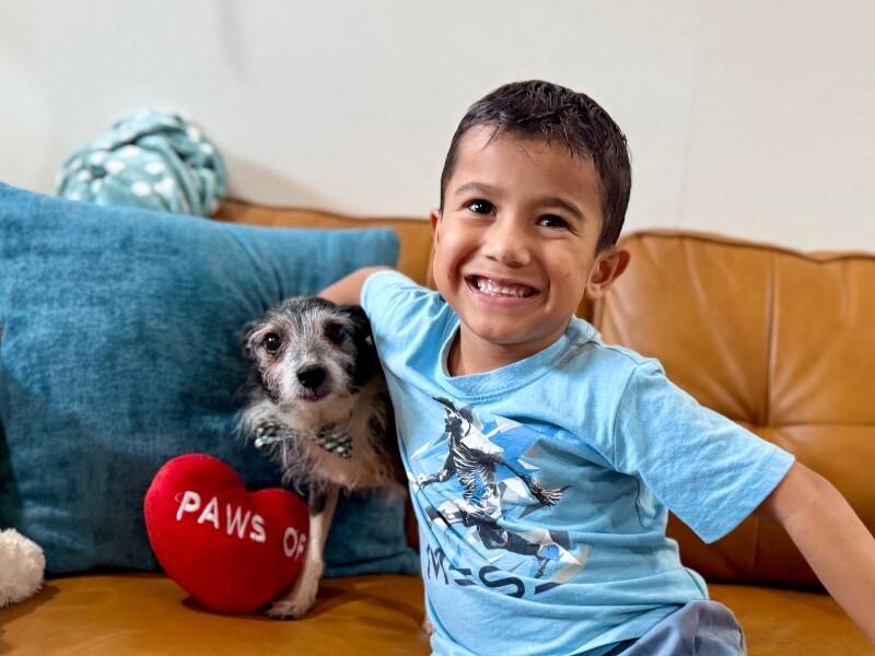 Toto Silver Fox Dream — thumbnail 4