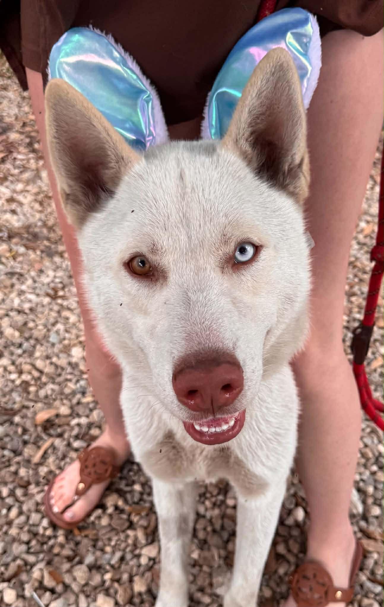 Moon, ADOPTABLE, Young Male Husky.