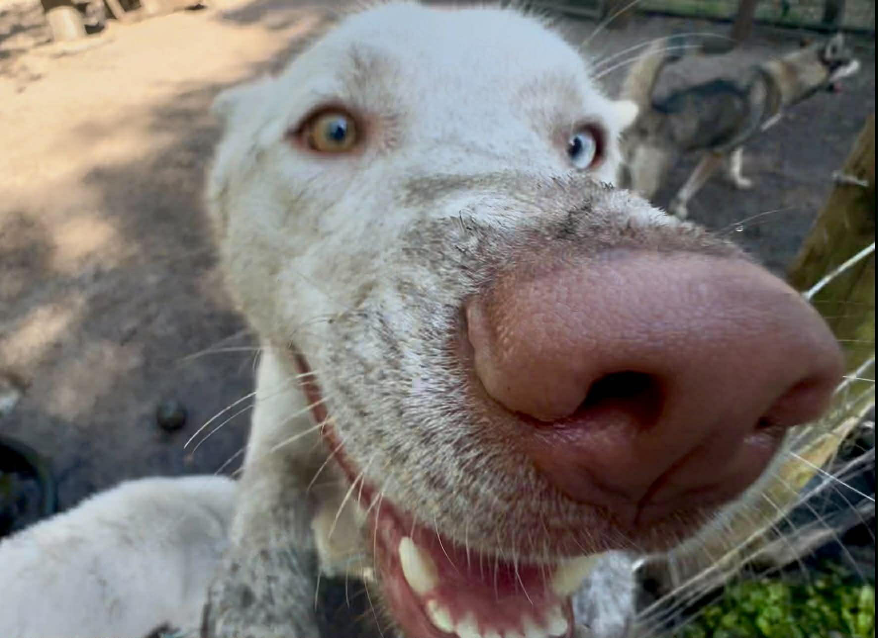 Moon, a ADOPTABLE Husky in New Smyrna Beach, FL image 5/5