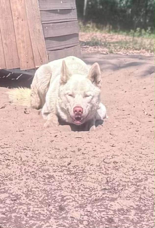 Moon, a ADOPTABLE Husky in New Smyrna Beach, FL image 4/5
