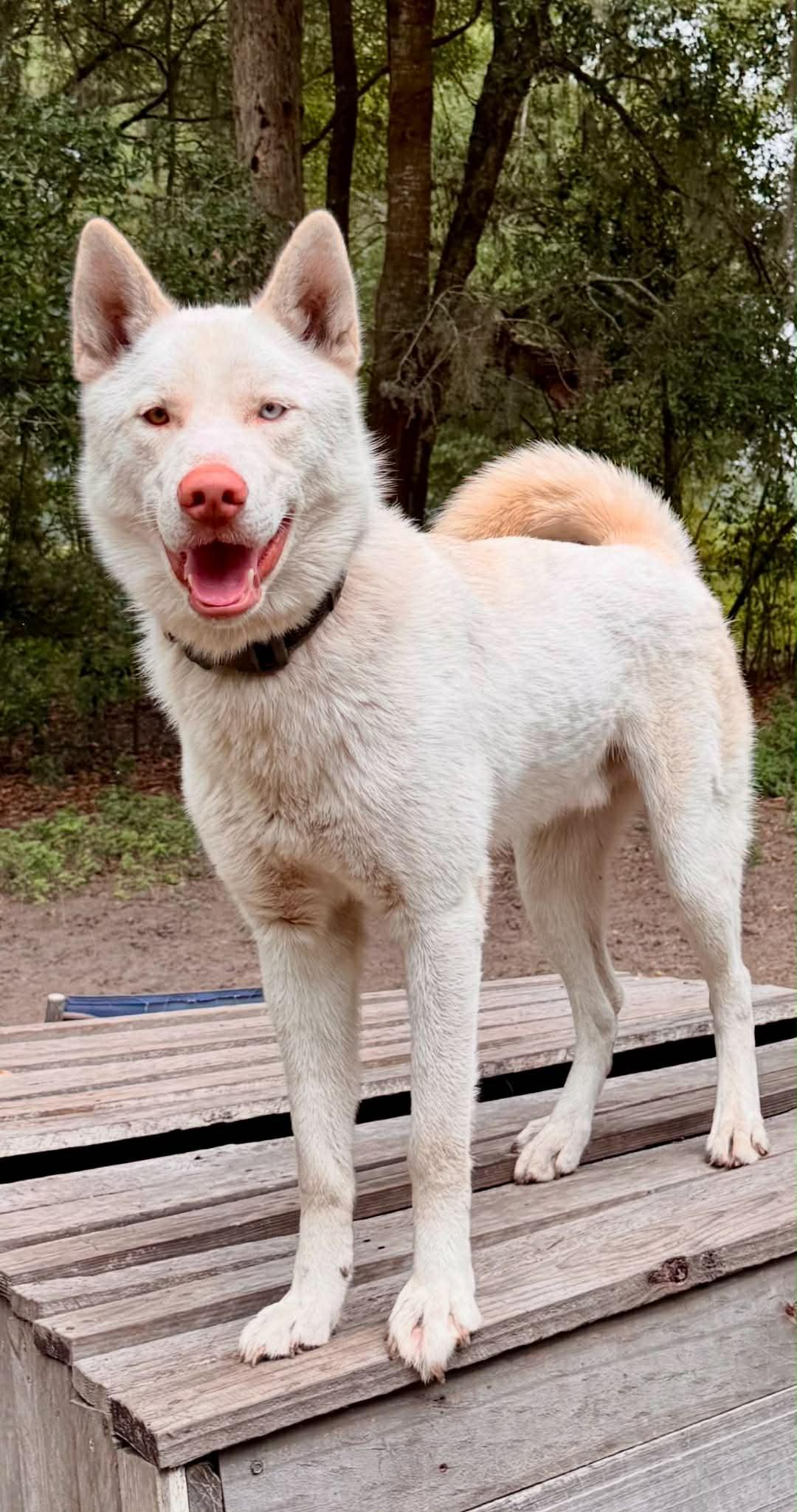 Moon, a ADOPTABLE Husky in New Smyrna Beach, FL image 3/5