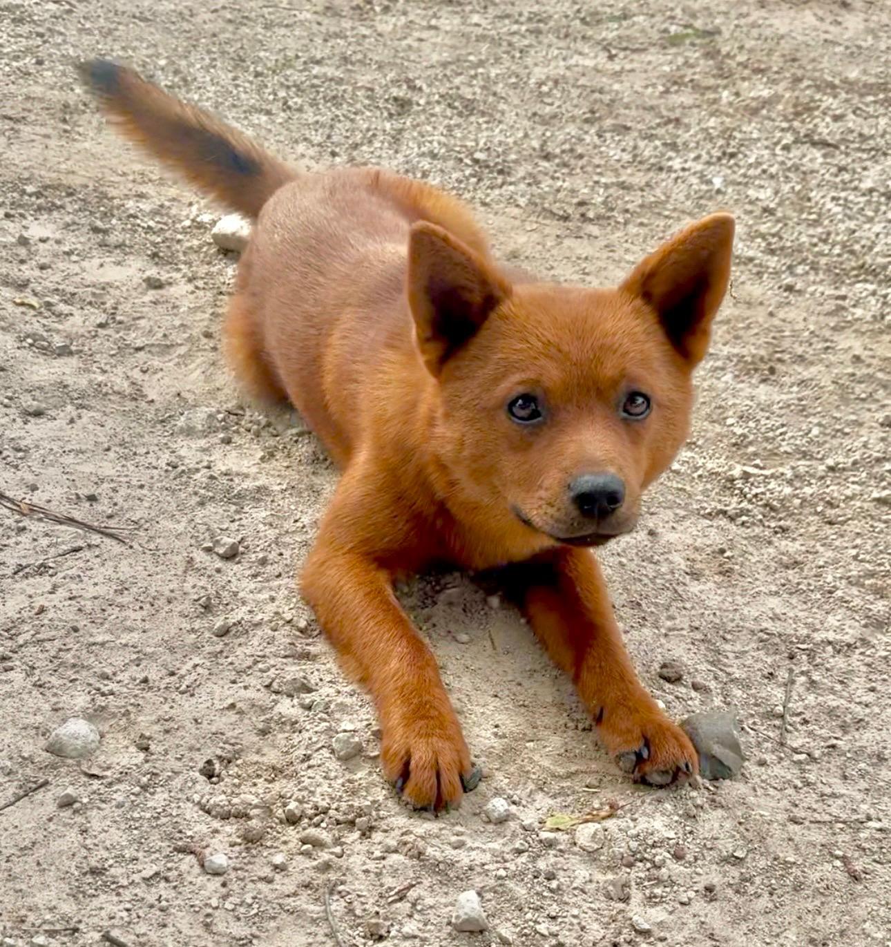 Enlarge Foxey, a Adoptable mixed breed in Johnston, RI image 2/6