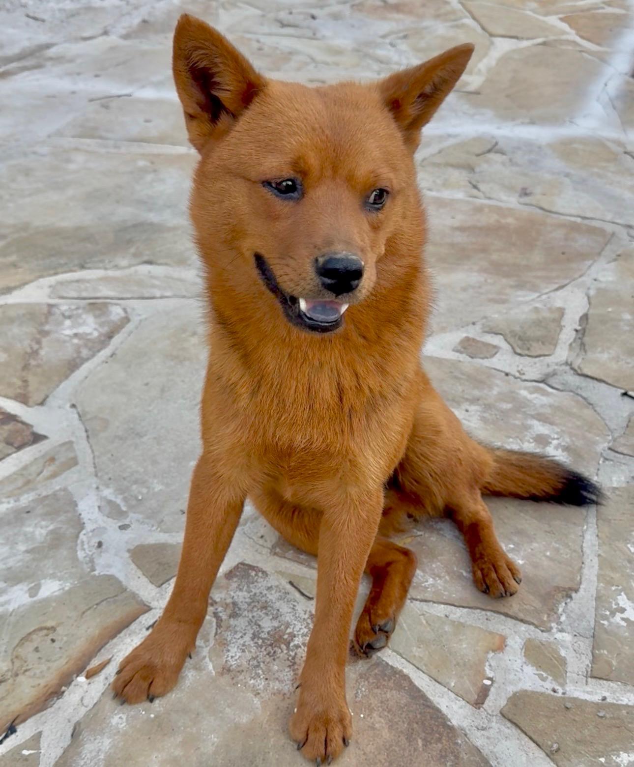 Enlarge Foxey, a Adoptable mixed breed in Johnston, RI image 4/6