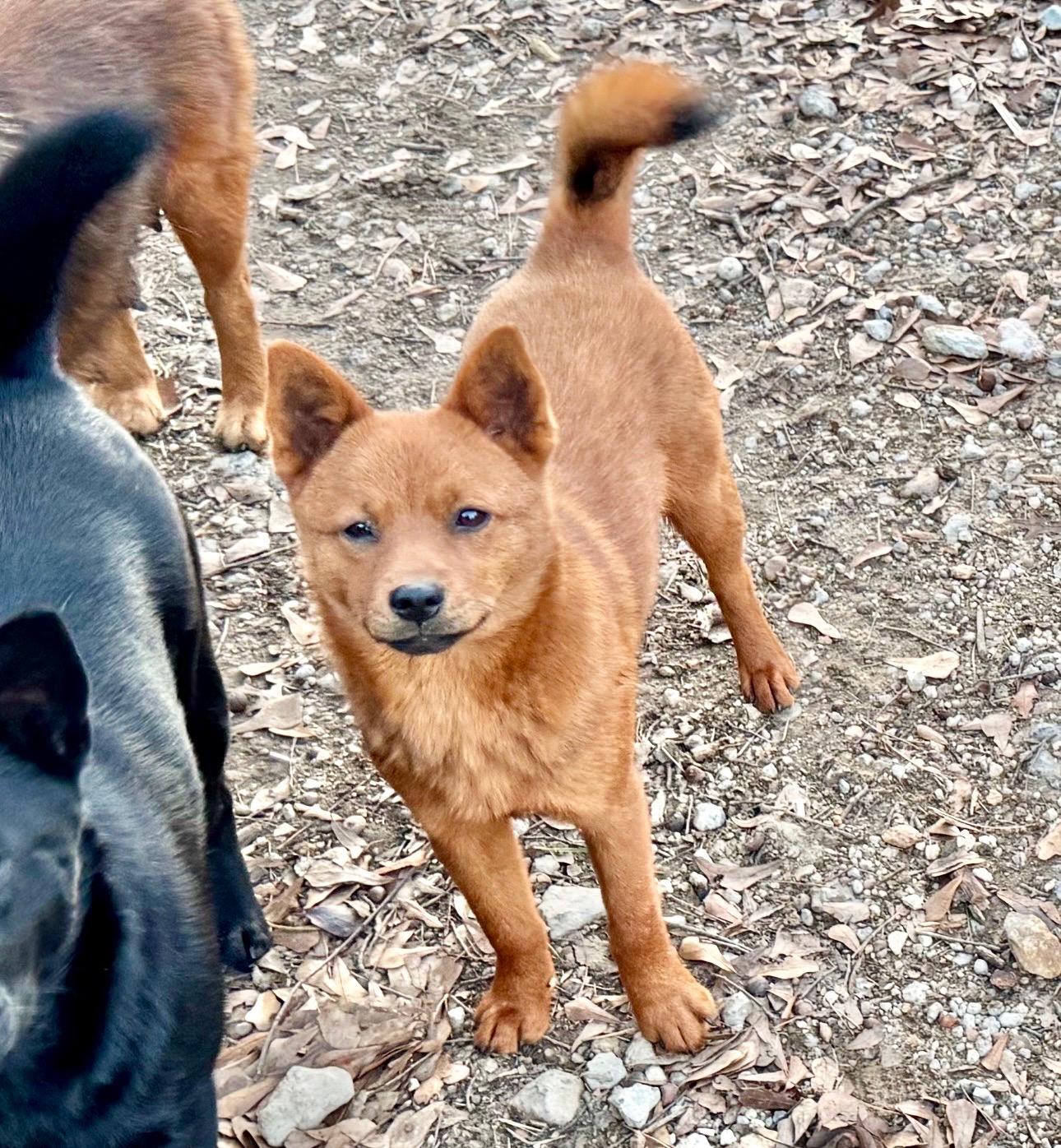 Enlarge Foxey, a Adoptable mixed breed in Johnston, RI image 3/6