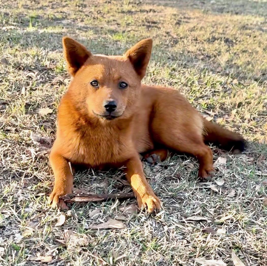 Enlarge Foxey, a Adoptable mixed breed in Johnston, RI image 5/6