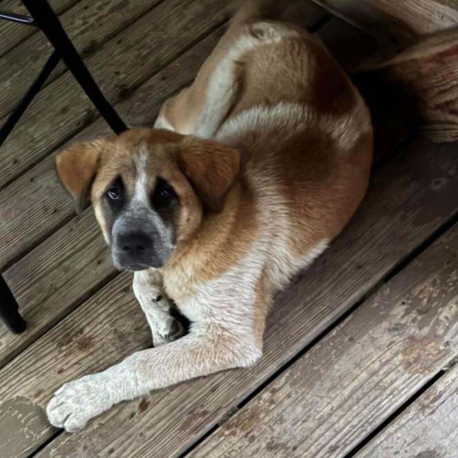 Enlarge Mirabelle, an adopted mixed breed in Rensselaer, NY image 2/6