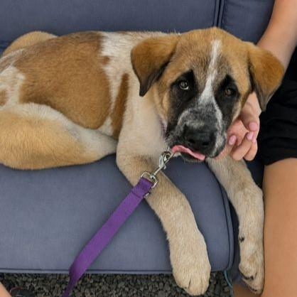 Enlarge Mirabelle, an adopted mixed breed in Rensselaer, NY image 5/6