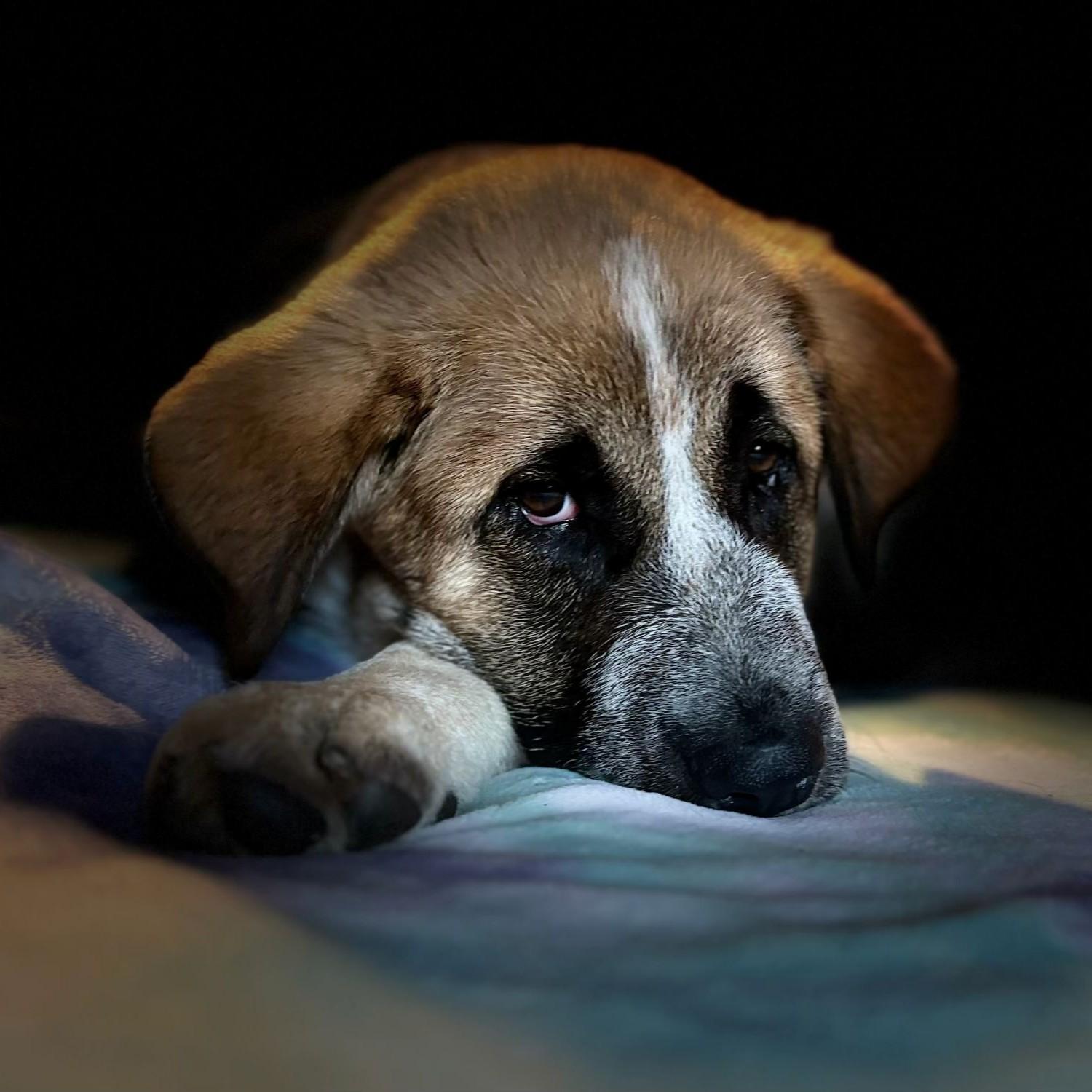 Enlarge Mirabelle, an adopted mixed breed in Rensselaer, NY image 6/6